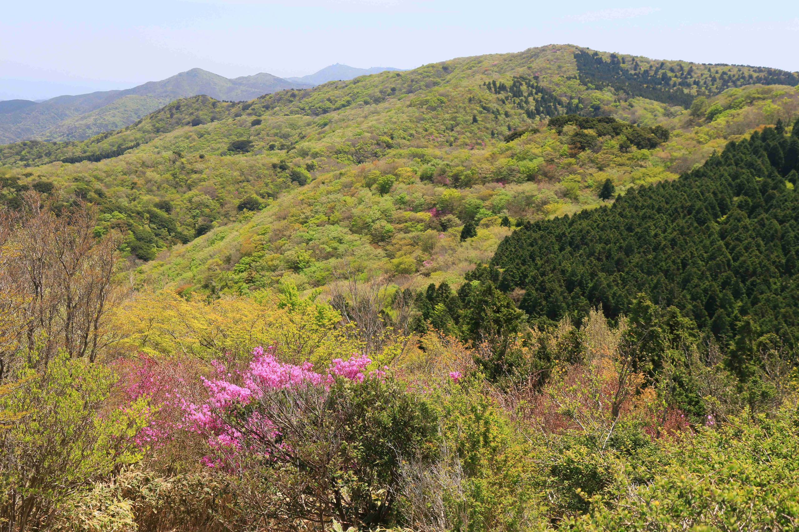 保護中: 4月23日ロングトレイル三瀬峠~羽金山 保護中: 4月23日ロングトレイル三瀬峠~羽金山